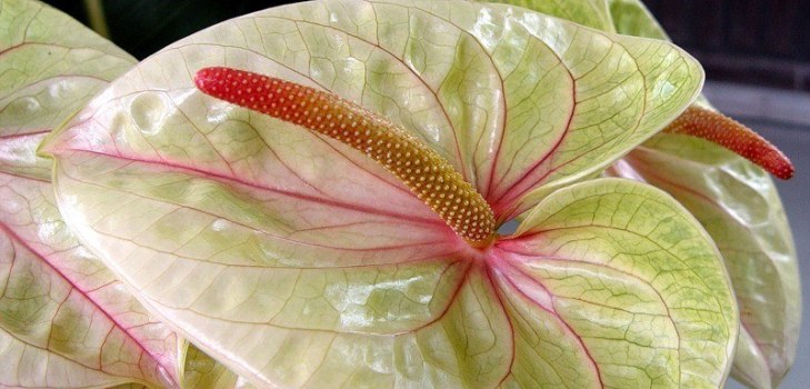 美しい花