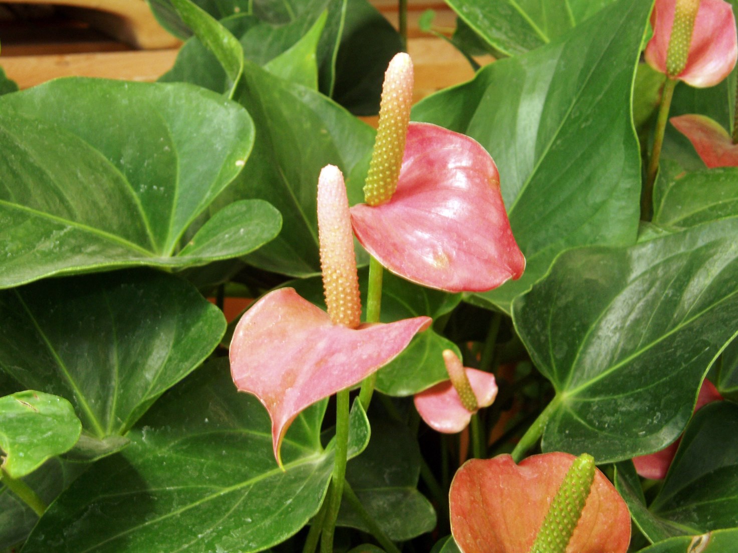 開花植物
