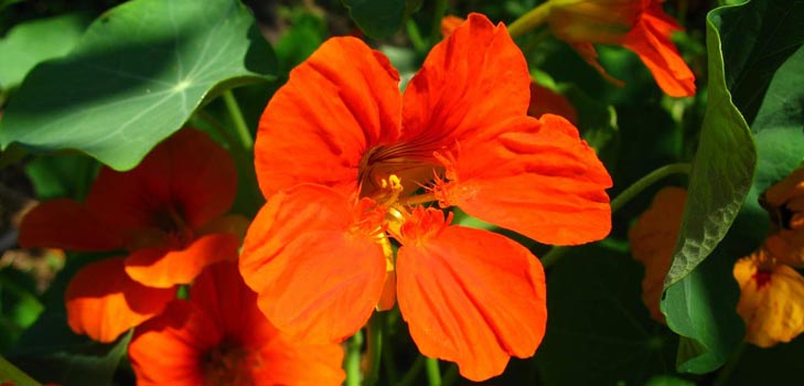 花Nasturtium：どのように種から、ケア、美しい写真から成長する