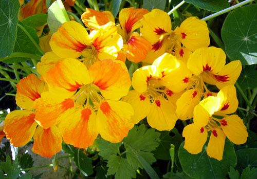 Nasturtium  - 種子からの栽培