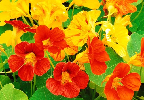 花Nasturtium：どのように種から、ケア、美しい写真から成長する