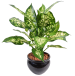 Dieffenbachia Dieffenbachia