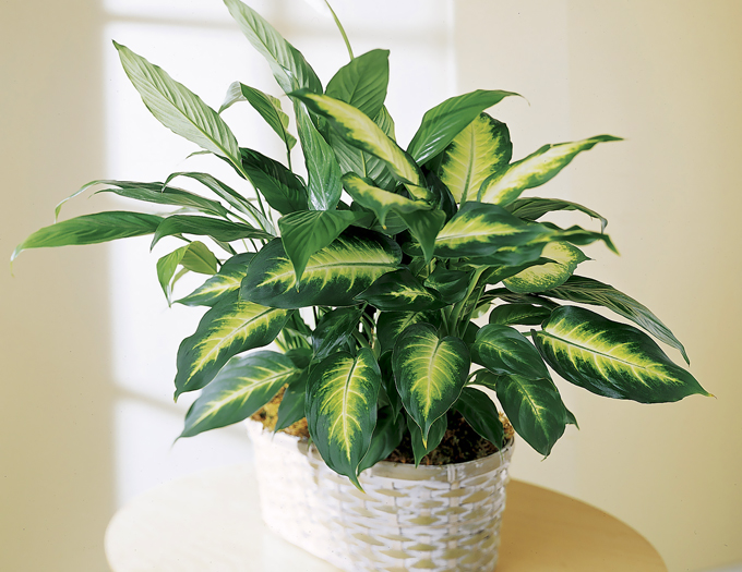Dieffenbachia：どのように適切に気遣う？