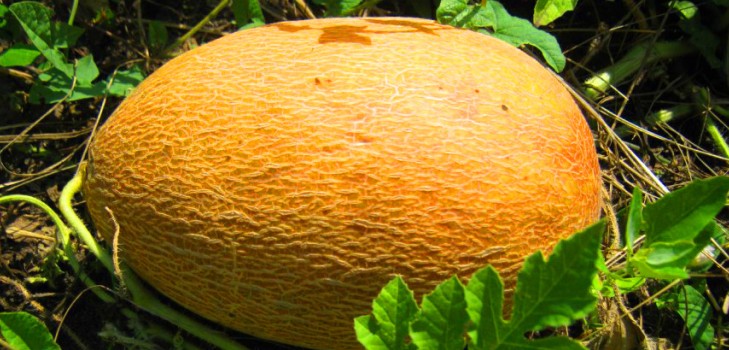 ロシア中部のオープン・グラウンドでのメロンの植え付けとケア