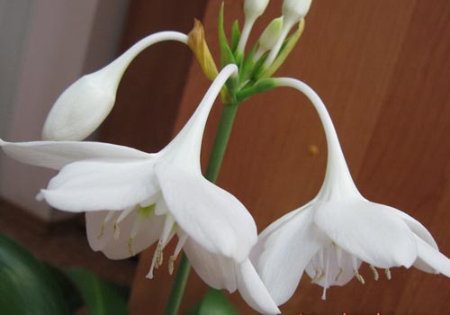 2つのユカリスの花