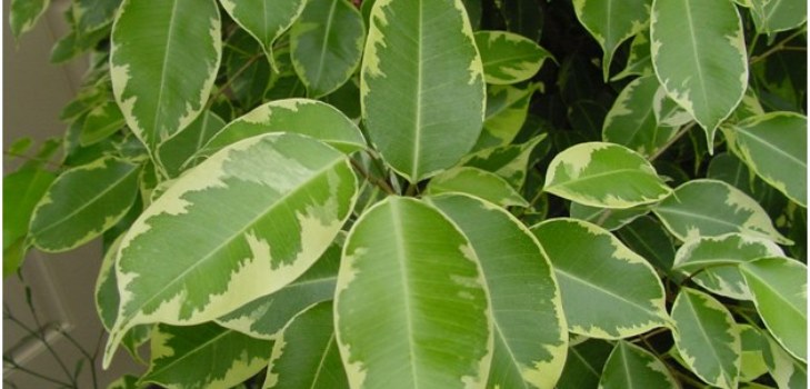 部屋ficus