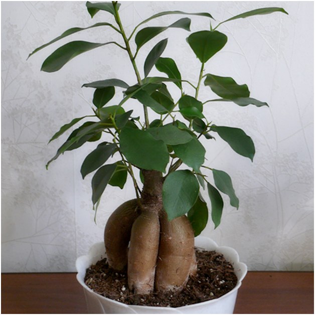 移植前のFicus