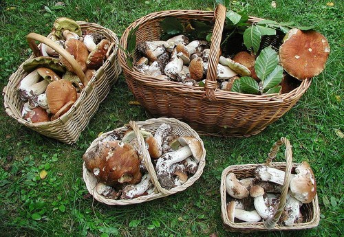 モスクワ地方のキノコをどこでいつ収集するのか