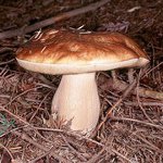 どこでキノコを収集する