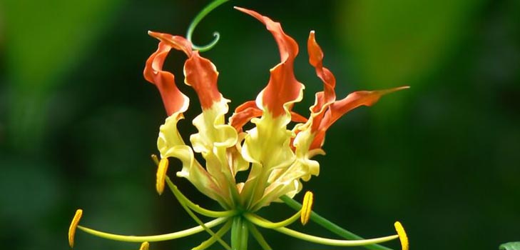 Gloriosa Rothsild