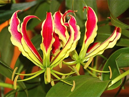 「炎の花束」の植え付けの特徴