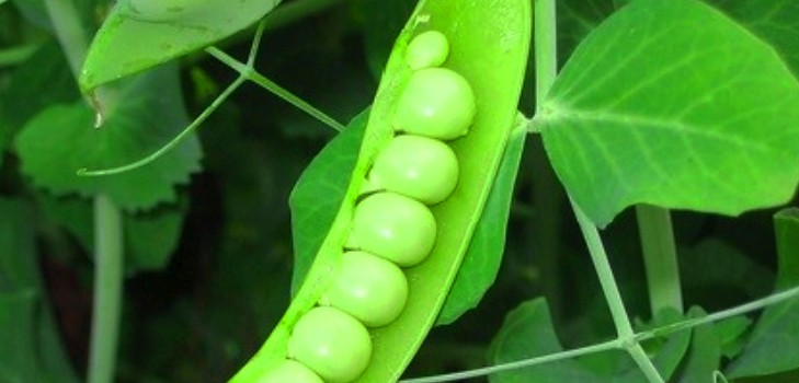 エンドウ豆：開花地での植え付けとケア