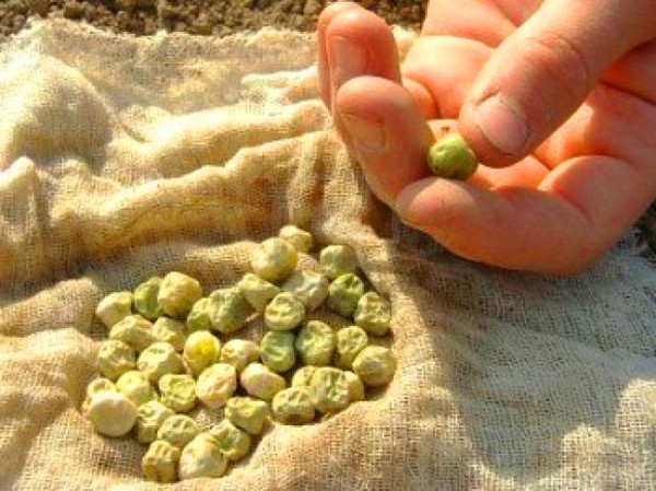 エンドウ豆：開花地での植え付けとケア