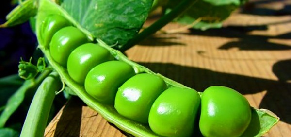 エンドウ豆：開花地での植え付けとケア
