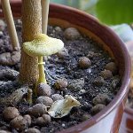 国のキノコ：どのように成長する