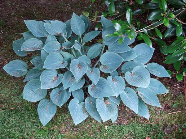 育てるホストのための規則：植え付けと開かれた地面でのケア