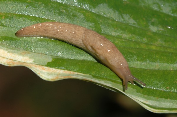 育てるホストのための規則：植え付けと開かれた地面でのケア