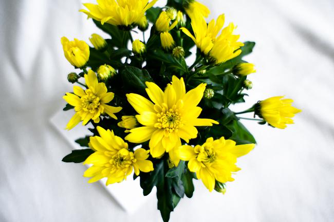 家の菊:ケアとメンテナンス 家の菊:ケアとメンテナンス