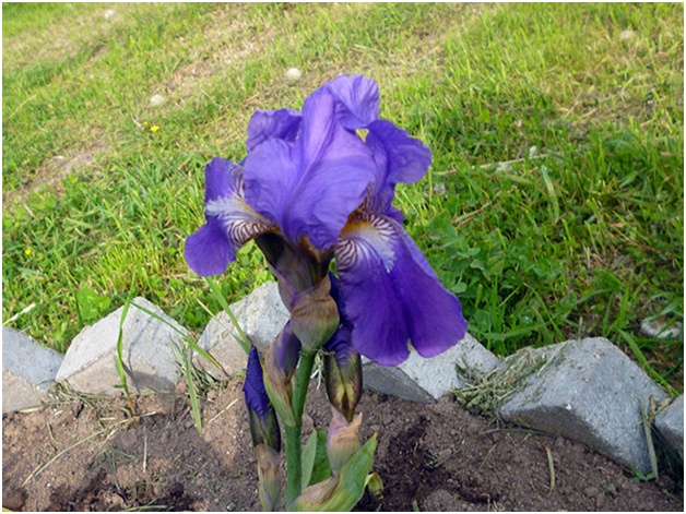 花壇の虹彩