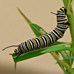 キャタピラーを扱う方法 キャタピラーを扱う方法