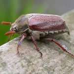 5月の甲虫の幼虫をどう扱うか
