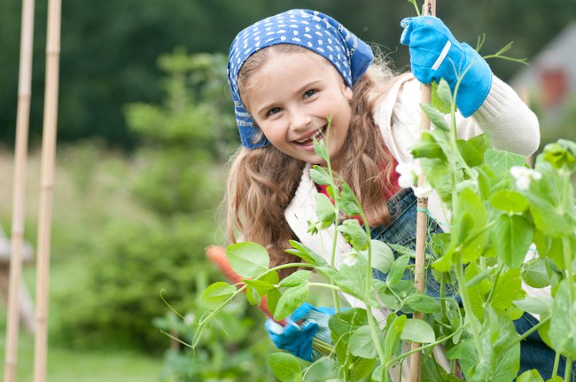 5月の甲虫の幼虫をどう扱うか