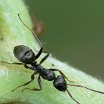 庭のアリを扱う方法