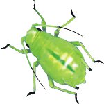 アブラムシの対処法