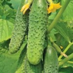 定期的な散水キュウリなど - キュウリの水をどのくらいの頻度 定期的な散水キュウリなど - キュウリの水をどのくらいの頻度
