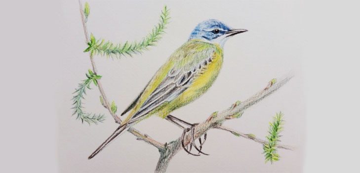 鉛筆で段階的に鳥を描く方法