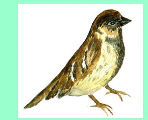 鉛筆で段階的に鳥を描く方法