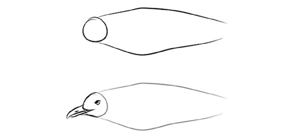 鉛筆で段階的に鳥を描く方法