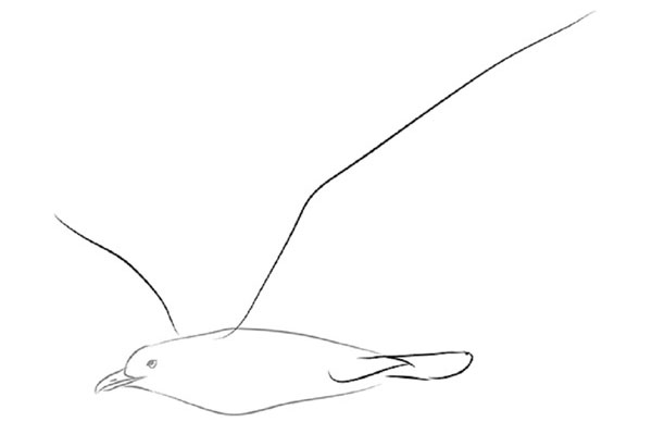 鉛筆で段階的に鳥を描く方法
