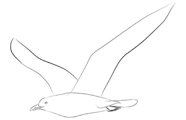 鉛筆で段階的に鳥を描く方法