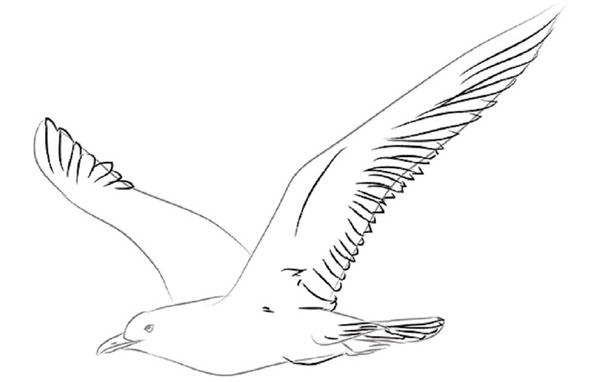 鉛筆で段階的に鳥を描く方法