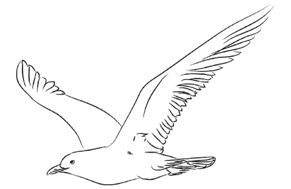 鉛筆で段階的に鳥を描く方法