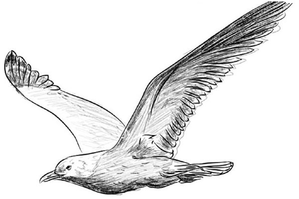 鉛筆で段階的に鳥を描く方法