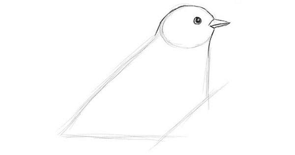 鉛筆で段階的に鳥を描く方法