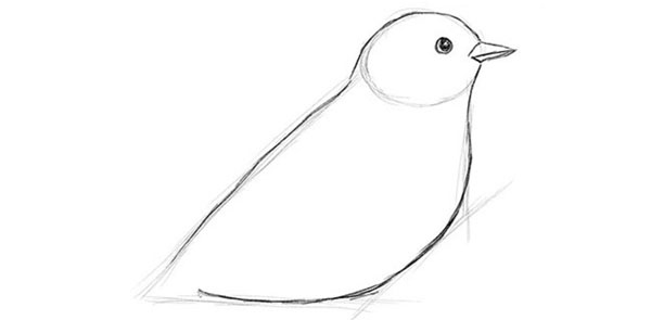 鉛筆で段階的に鳥を描く方法