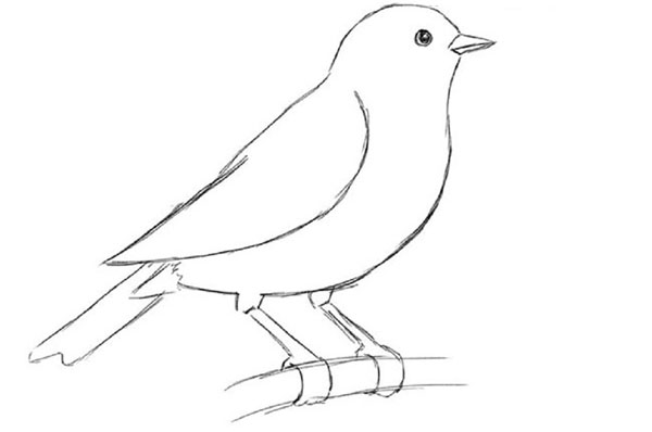 鉛筆で段階的に鳥を描く方法