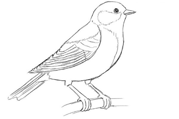 鉛筆で段階的に鳥を描く方法