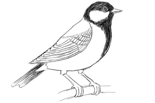 鉛筆で段階的に鳥を描く方法