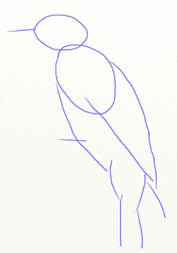 鉛筆で段階的に鳥を描く方法