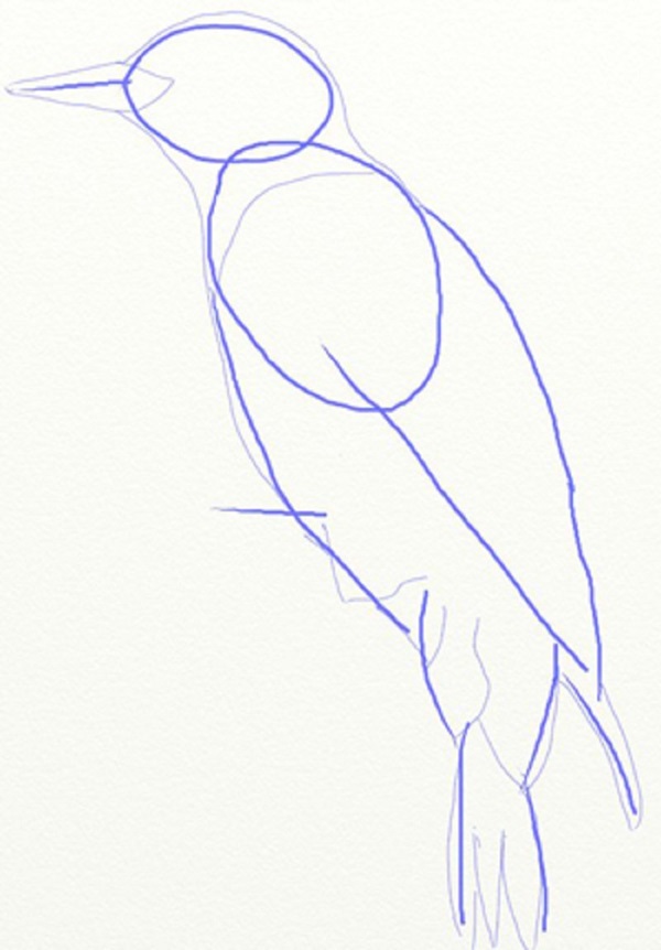 鉛筆で段階的に鳥を描く方法