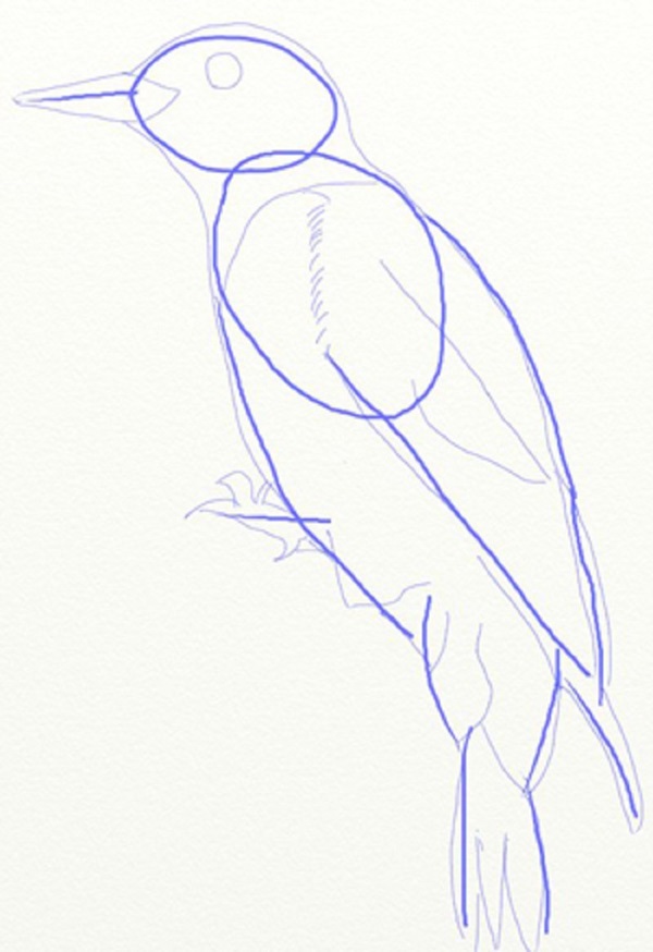 鉛筆で段階的に鳥を描く方法