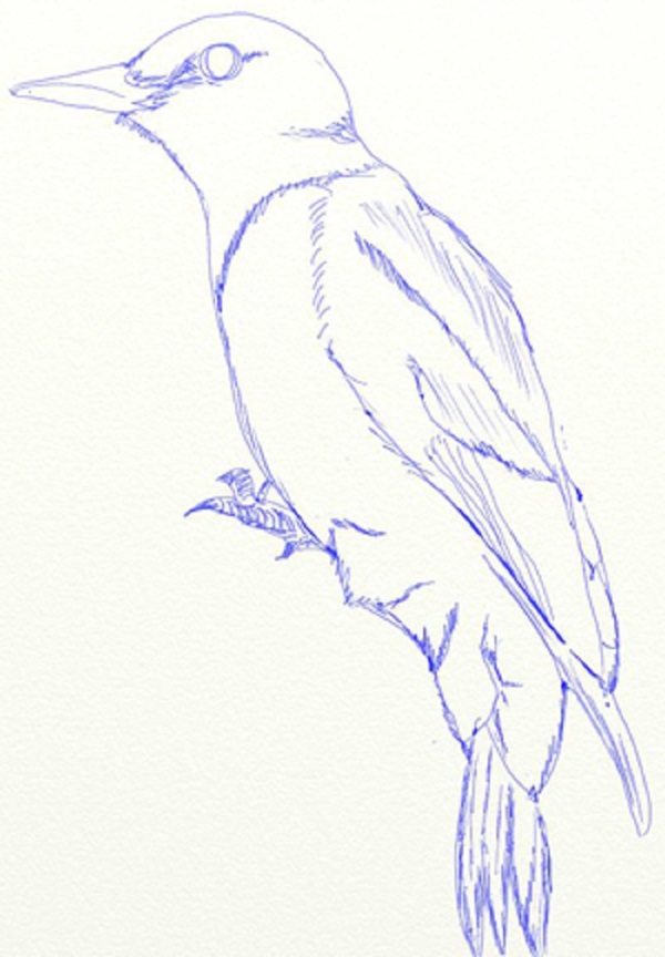 鉛筆で段階的に鳥を描く方法
