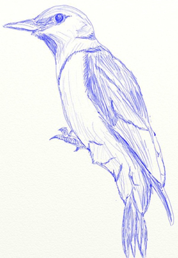 鉛筆で段階的に鳥を描く方法