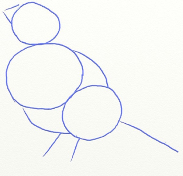 鉛筆で段階的に鳥を描く方法