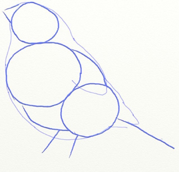 鉛筆で段階的に鳥を描く方法