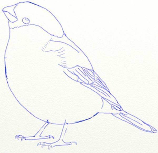 鉛筆で段階的に鳥を描く方法